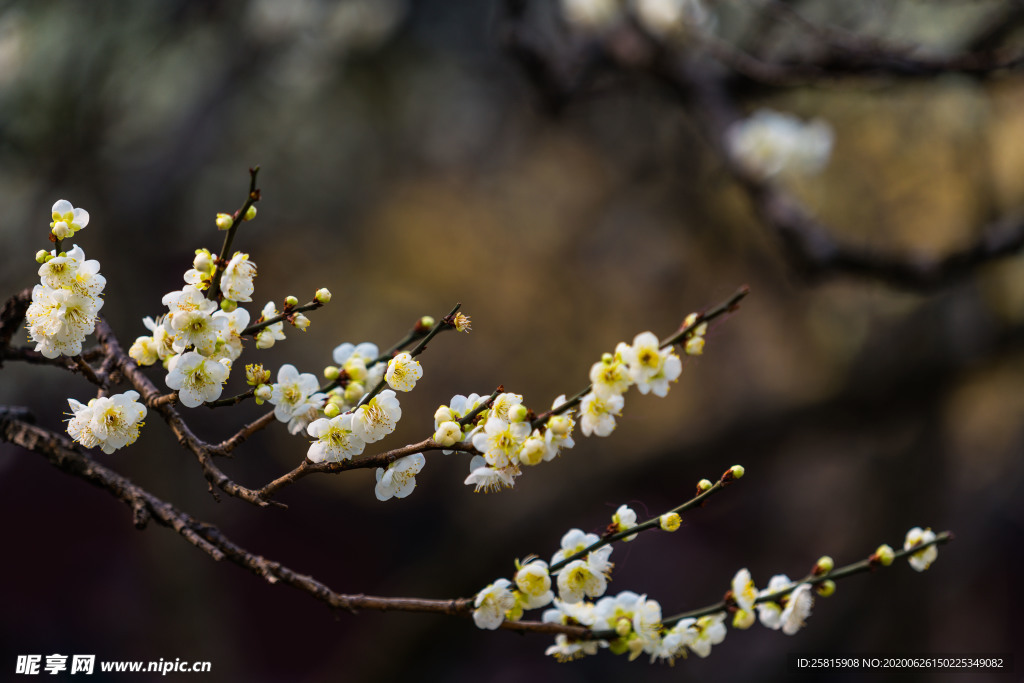 梅花腊梅唯美图片