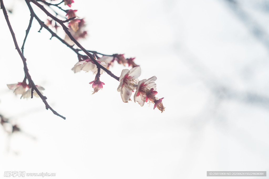 梅花腊梅唯美图片
