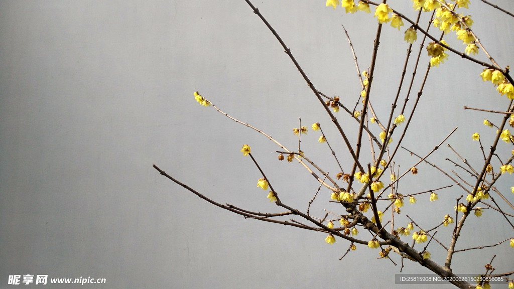 梅花腊梅唯美图片