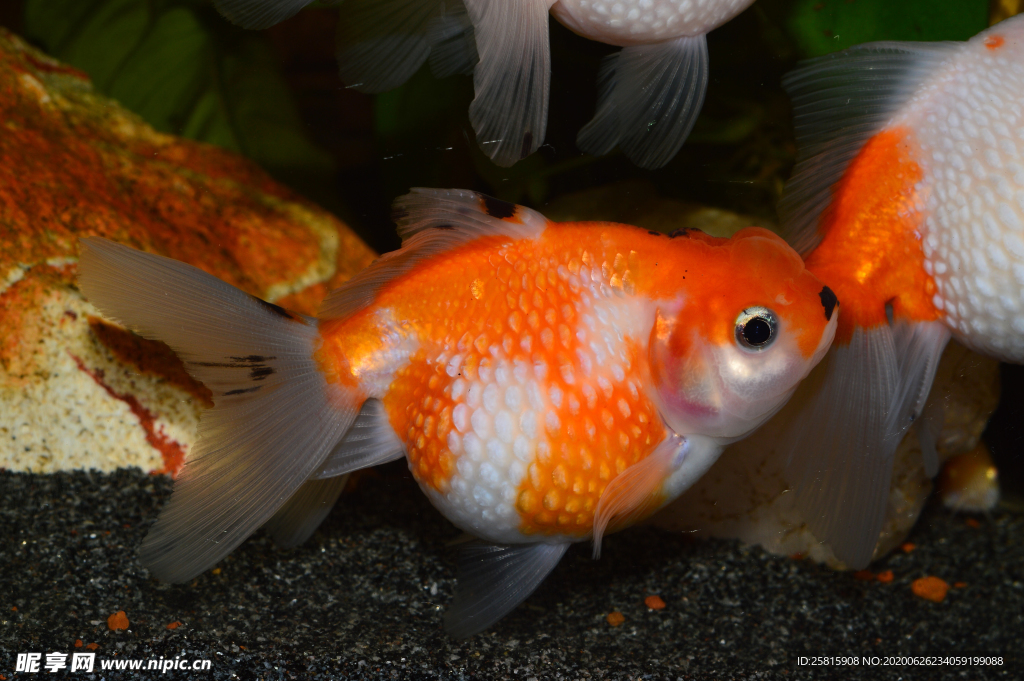 金鱼锦鲤水族观赏鱼图片