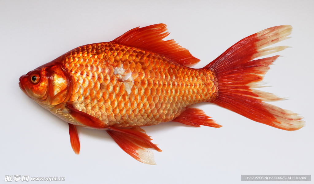 金鱼锦鲤水族观赏鱼图片