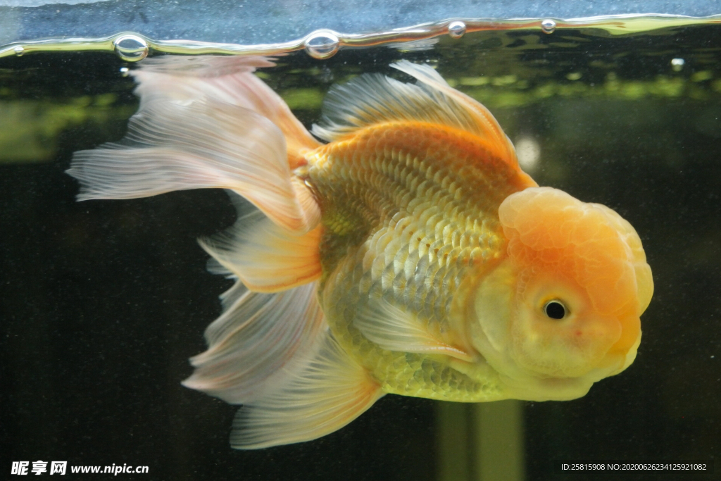 金鱼锦鲤水族观赏鱼图片