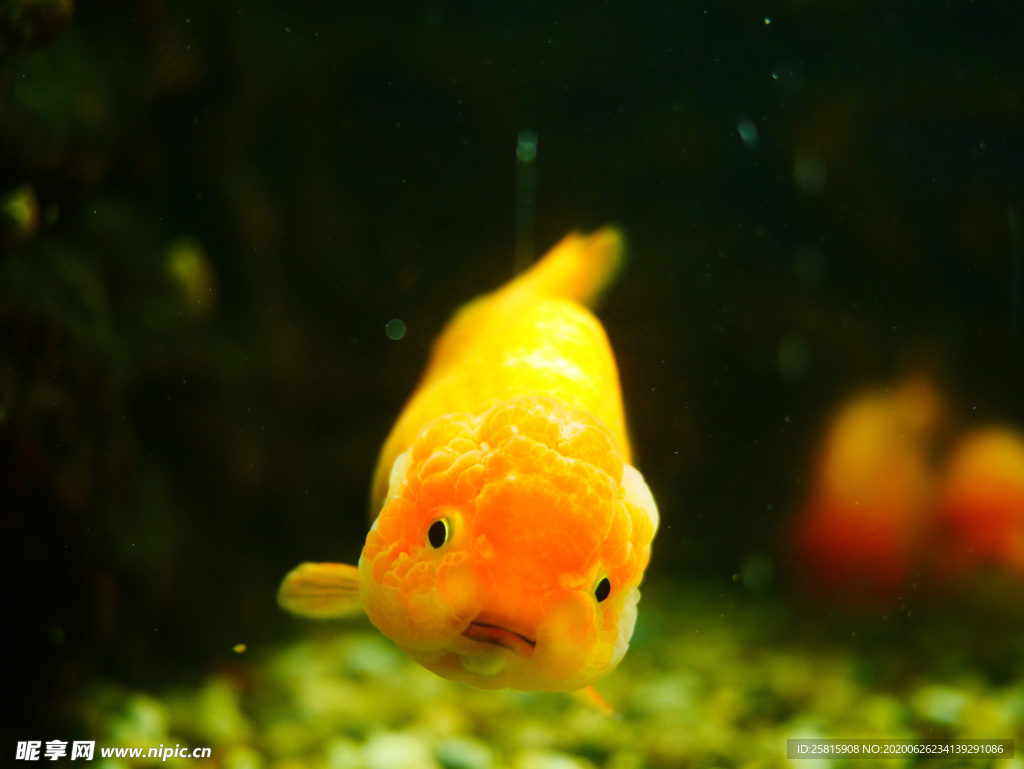金鱼锦鲤水族观赏鱼图片