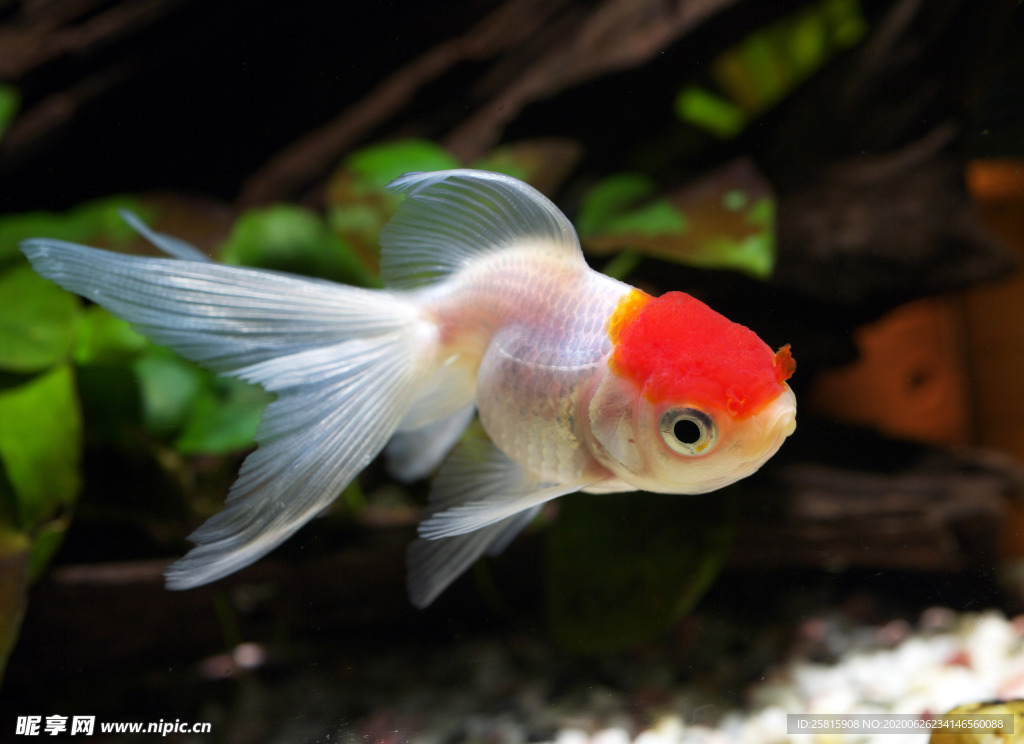 金鱼锦鲤水族观赏鱼图片