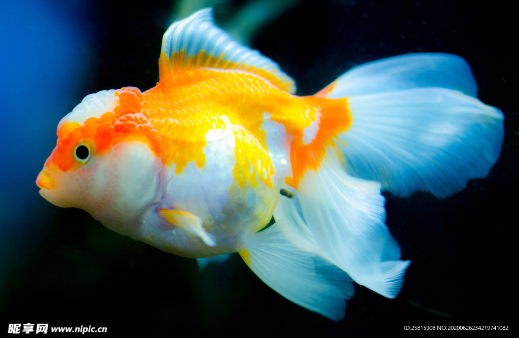 金鱼锦鲤水族观赏鱼图片