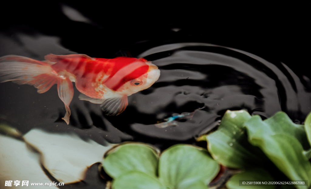 金鱼锦鲤水族观赏鱼图片