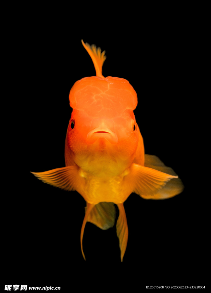 金鱼锦鲤水族观赏鱼图片