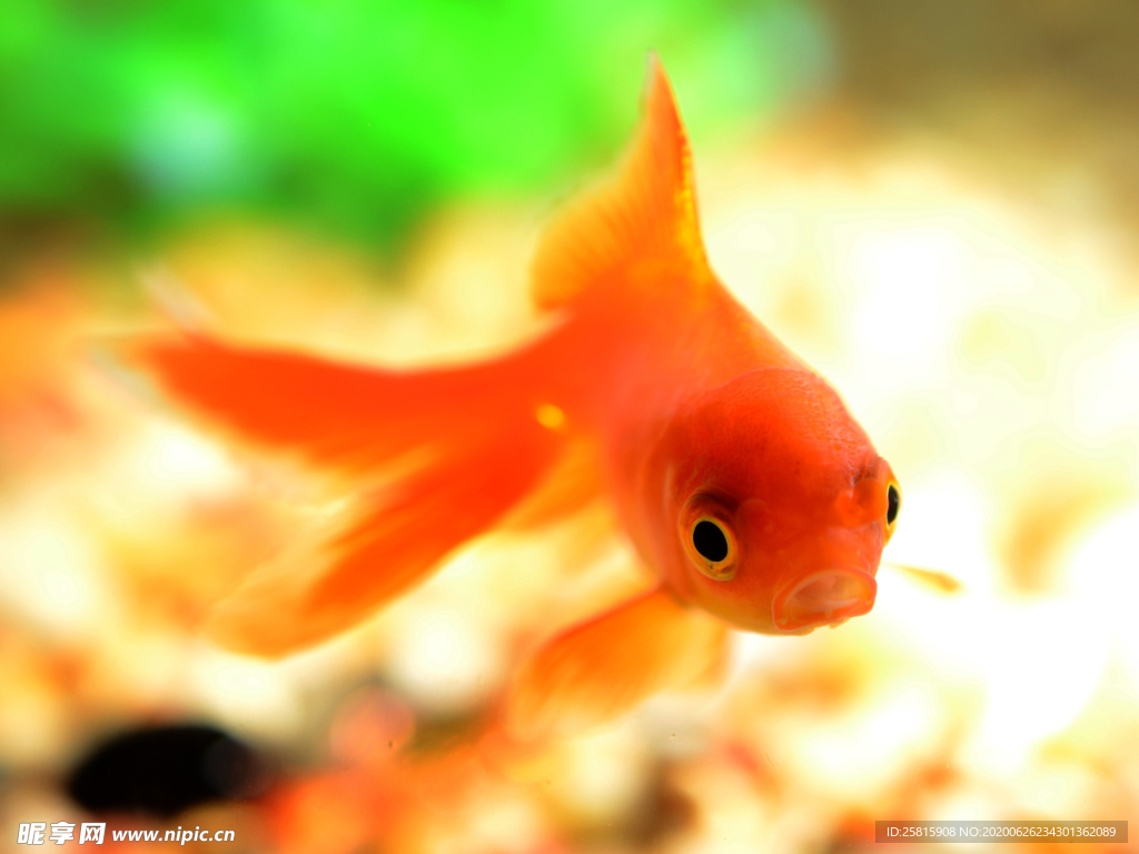 金鱼锦鲤水族观赏鱼图片