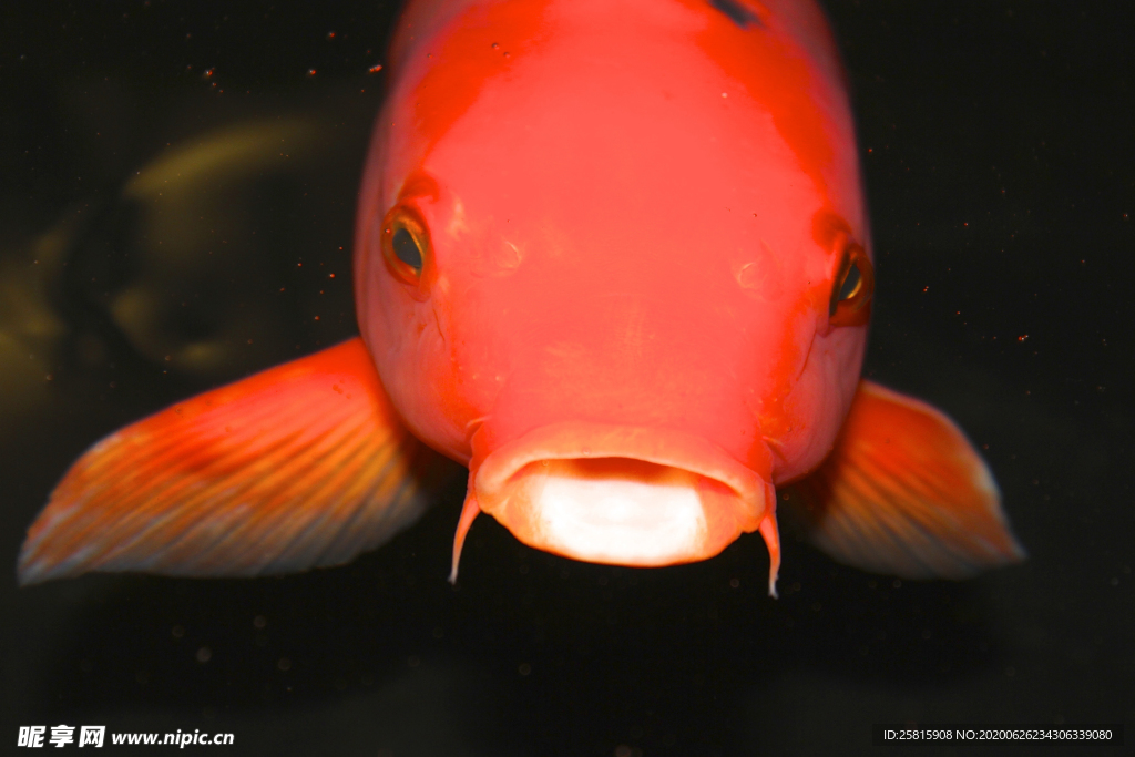 金鱼锦鲤水族观赏鱼图片