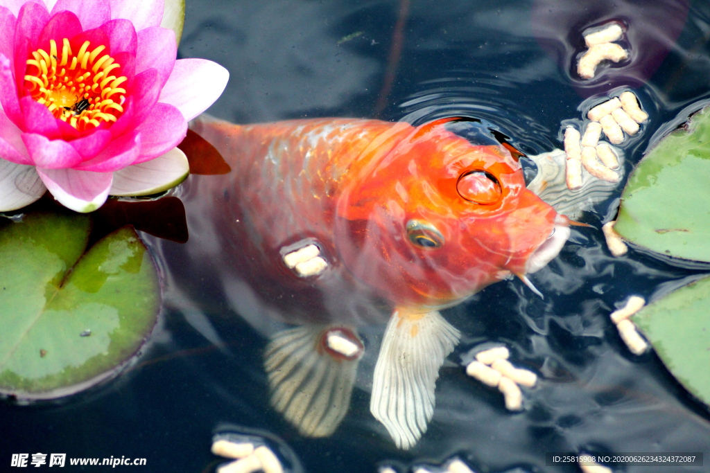 金鱼锦鲤水族观赏鱼图片