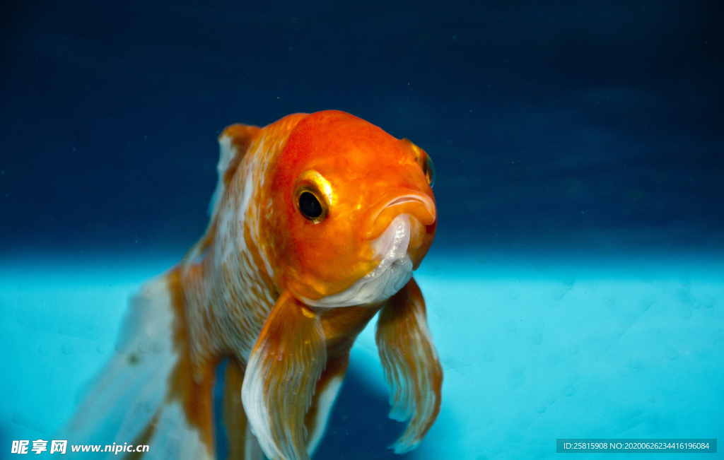 金鱼锦鲤水族观赏鱼图片