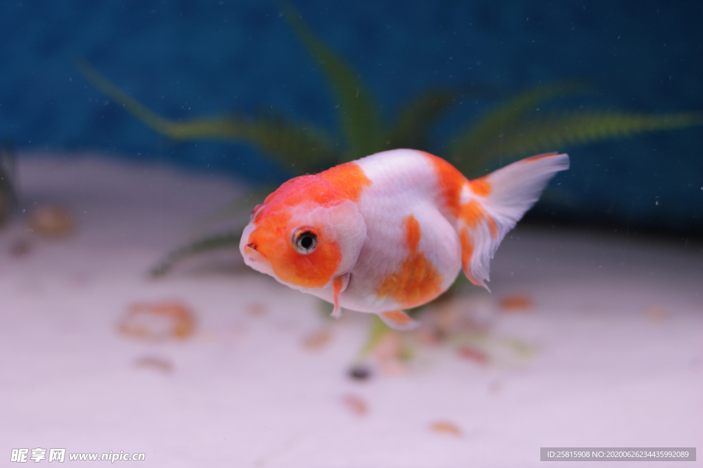 金鱼锦鲤水族观赏鱼图片