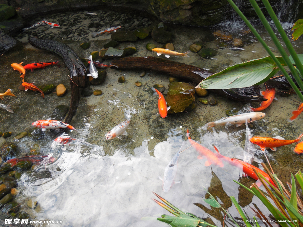 金鱼锦鲤水族观赏鱼图片