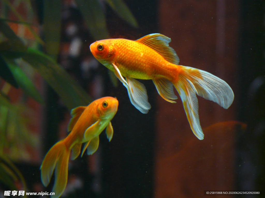 金鱼锦鲤水族观赏鱼图片