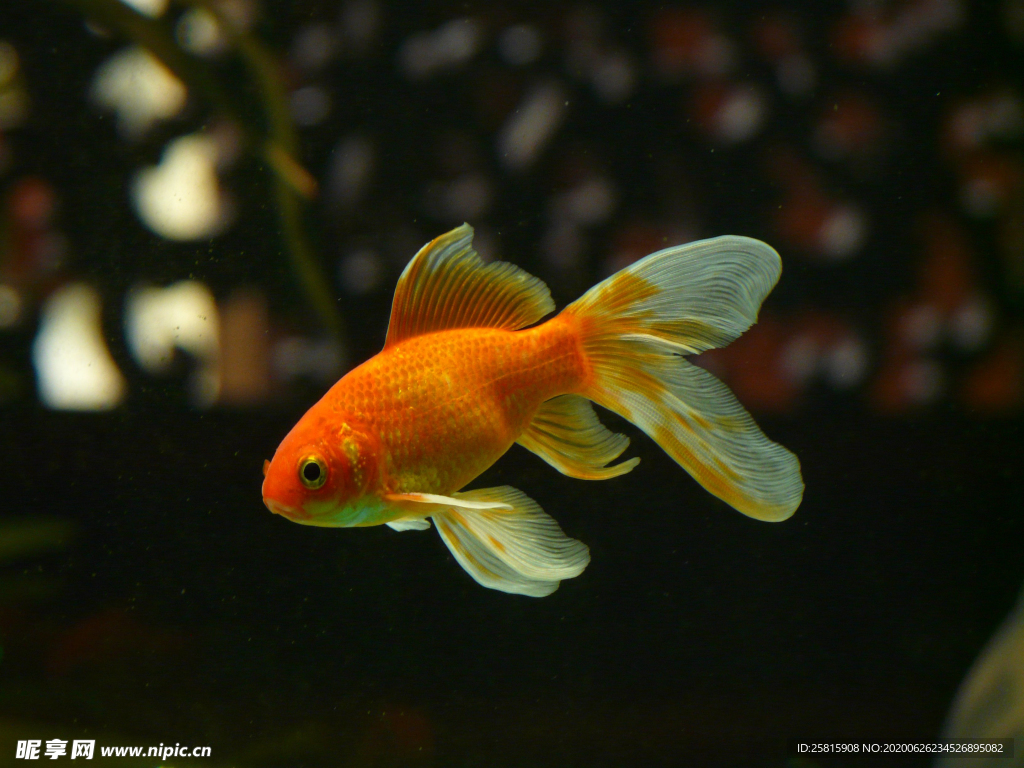 金鱼锦鲤水族观赏鱼图片