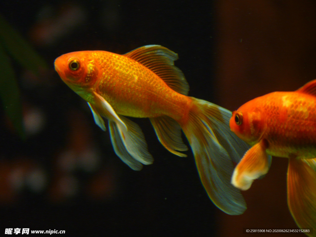 金鱼锦鲤水族观赏鱼图片