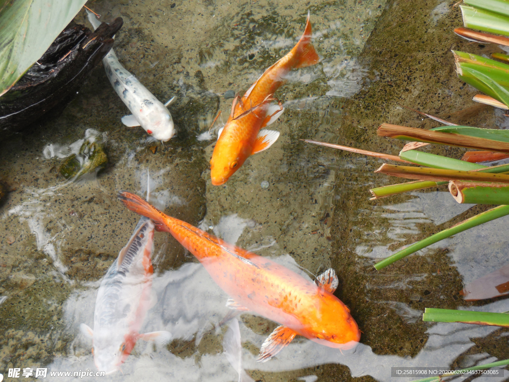 金鱼锦鲤水族观赏鱼图片