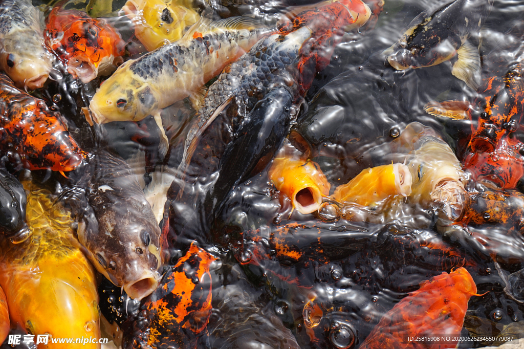 金鱼锦鲤水族观赏鱼图片