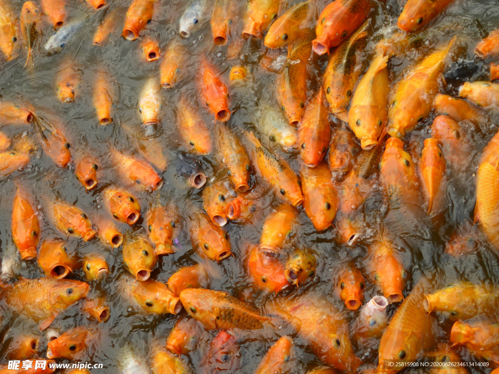 金鱼锦鲤水族观赏鱼图片
