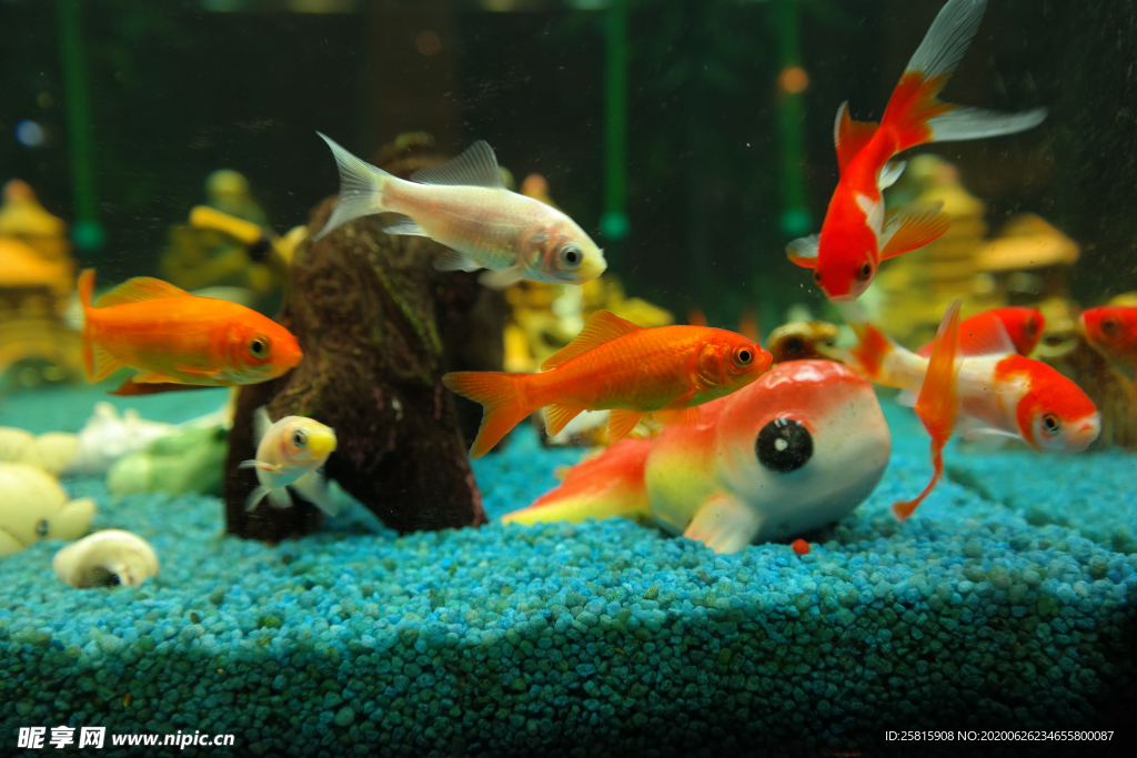 金鱼锦鲤水族观赏鱼图片