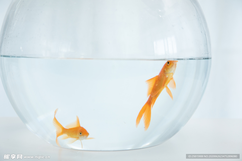 金鱼锦鲤水族观赏鱼图片