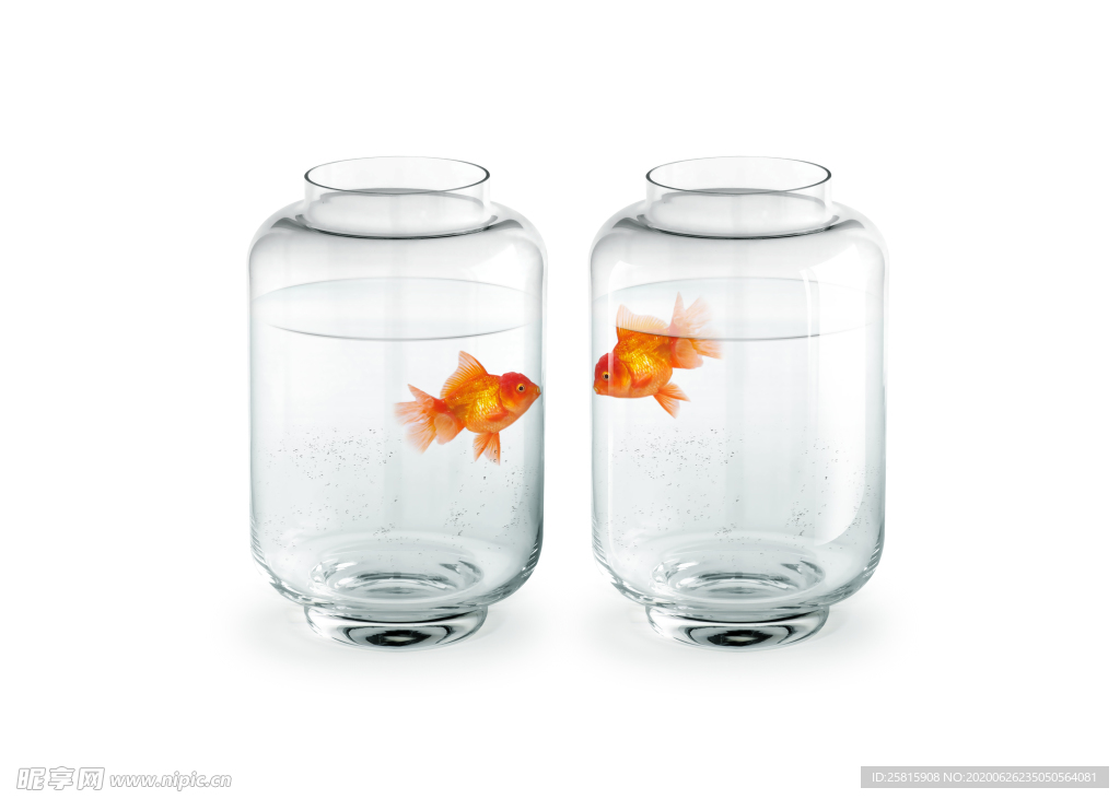 金鱼锦鲤水族观赏鱼图片