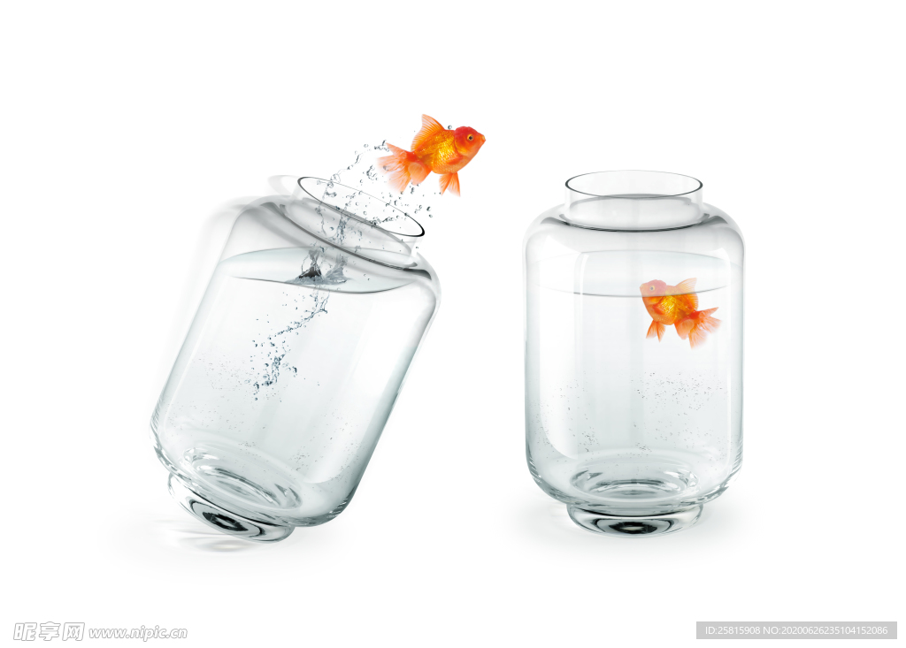 金鱼锦鲤水族观赏鱼图片