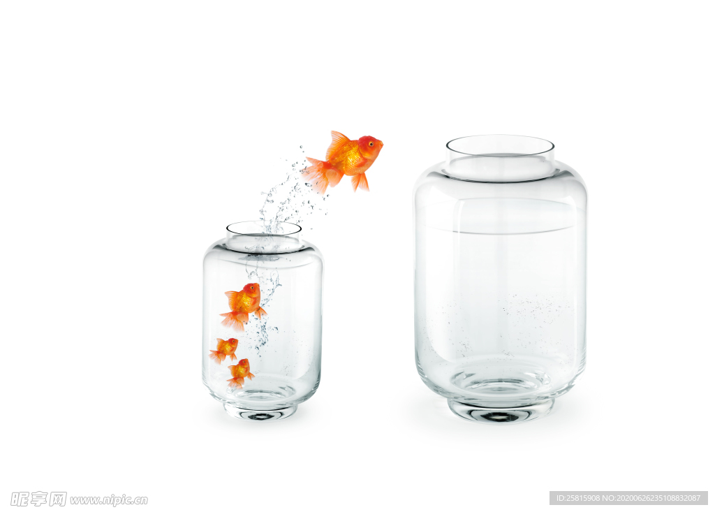 金鱼锦鲤水族观赏鱼图片