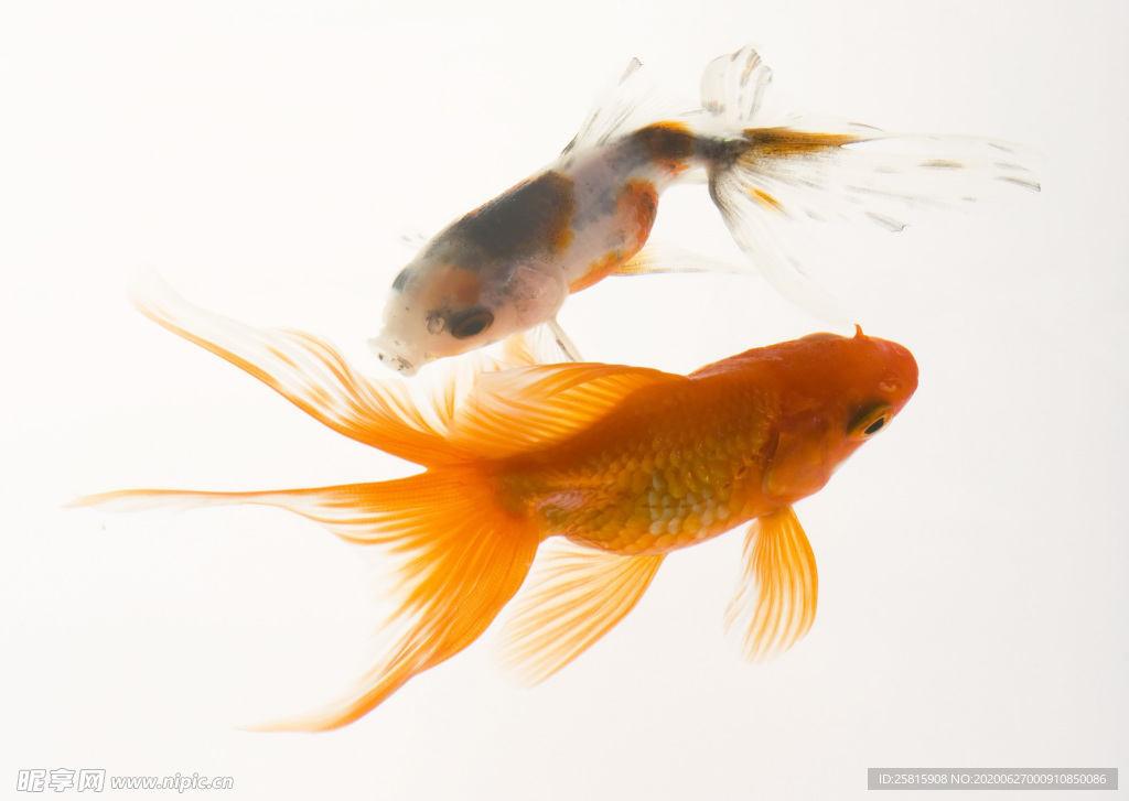 金鱼锦鲤水族观赏鱼图片