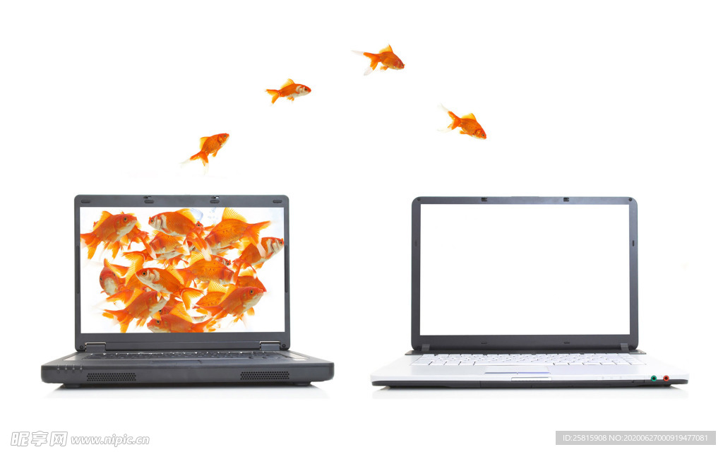 金鱼锦鲤水族观赏鱼图片