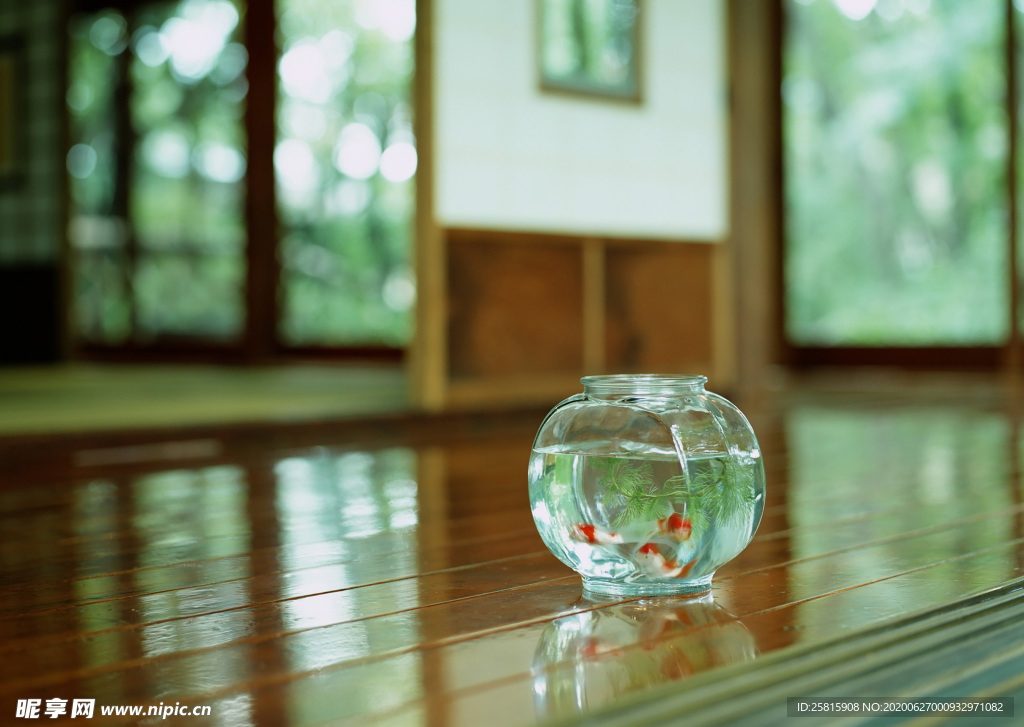 金鱼锦鲤水族观赏鱼图片