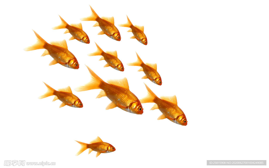 金鱼锦鲤水族观赏鱼图片