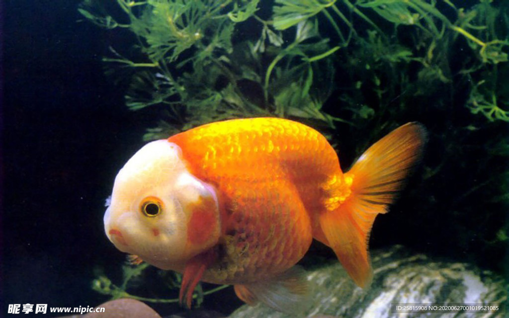 金鱼锦鲤水族观赏鱼图片