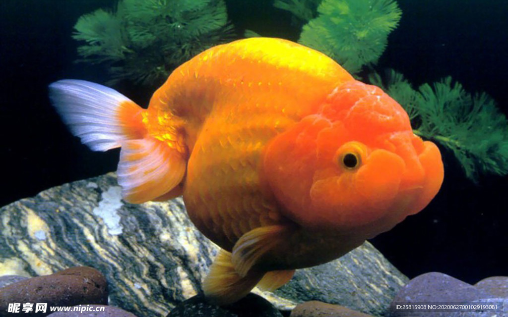 金鱼锦鲤水族观赏鱼图片