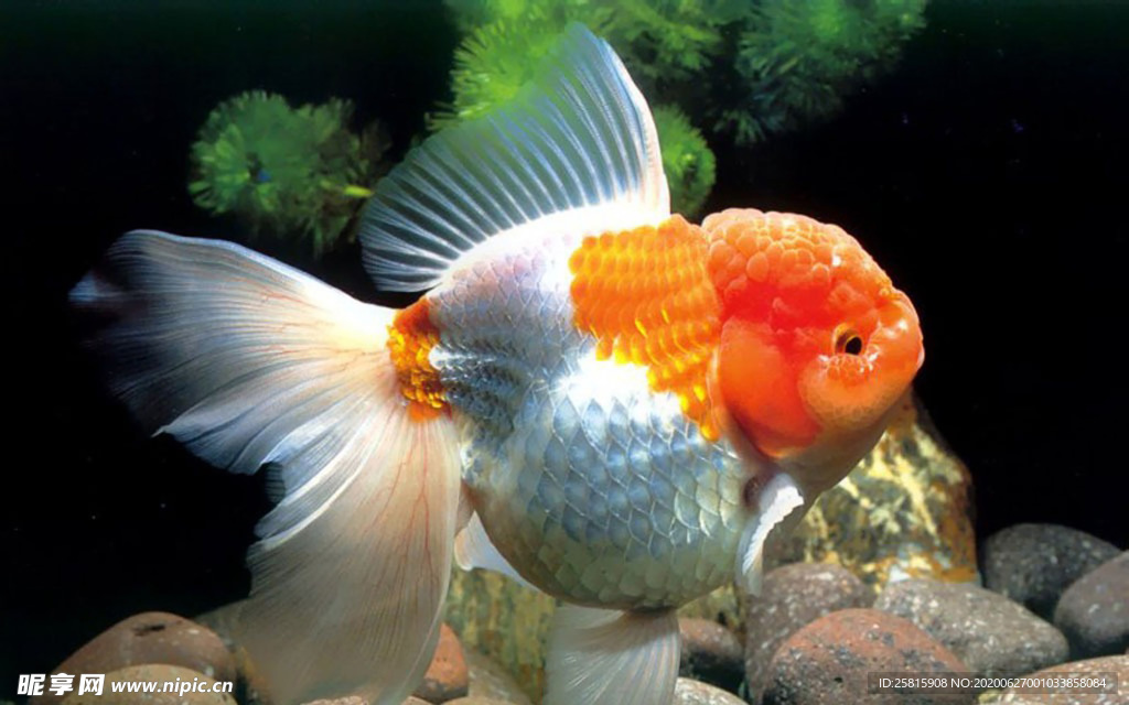 金鱼锦鲤水族观赏鱼图片