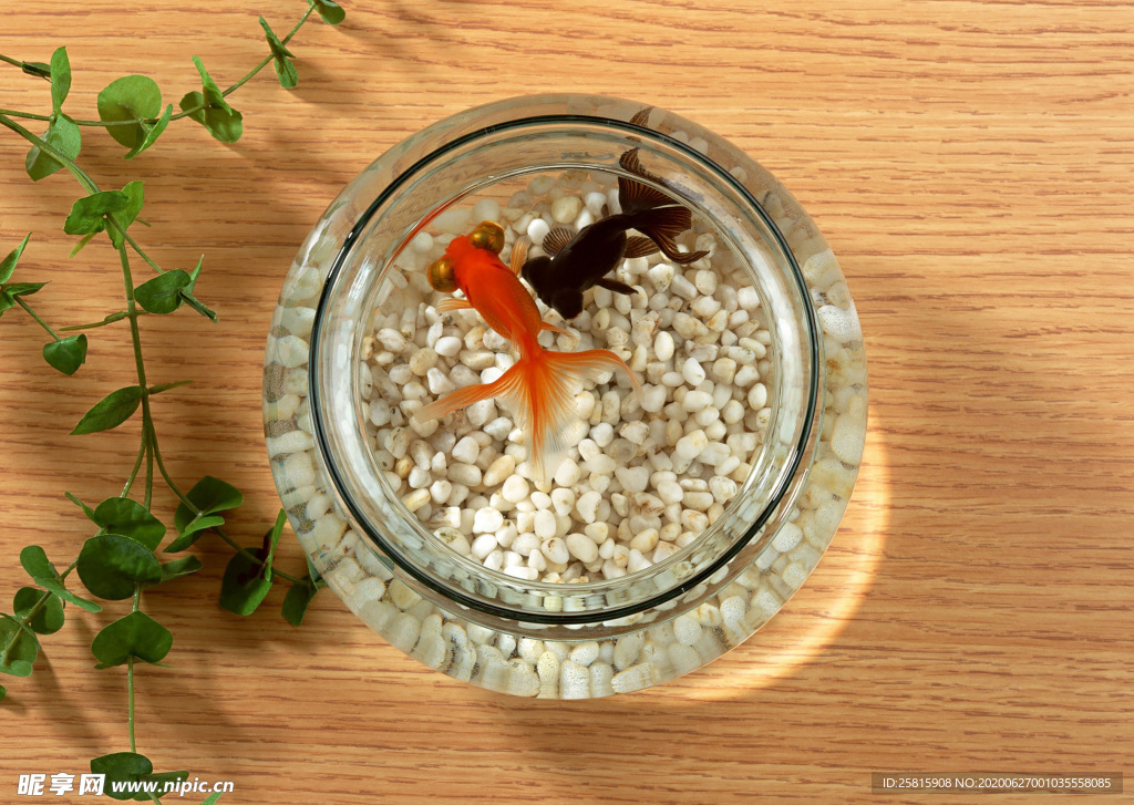 金鱼锦鲤水族观赏鱼图片