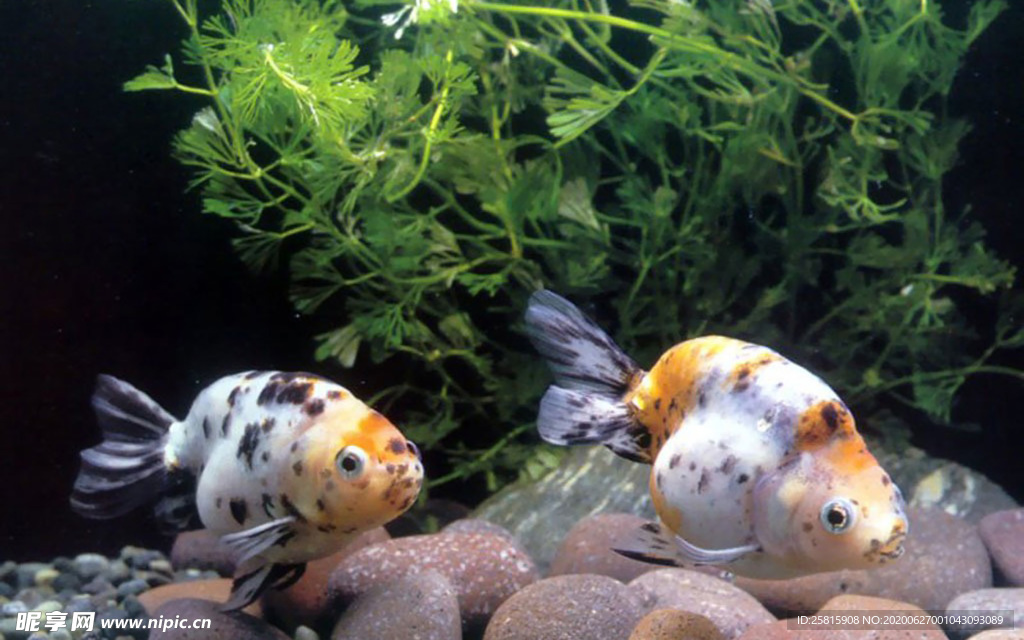 金鱼锦鲤水族观赏鱼图片