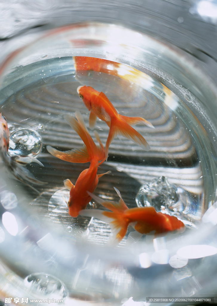 金鱼锦鲤水族观赏鱼图片