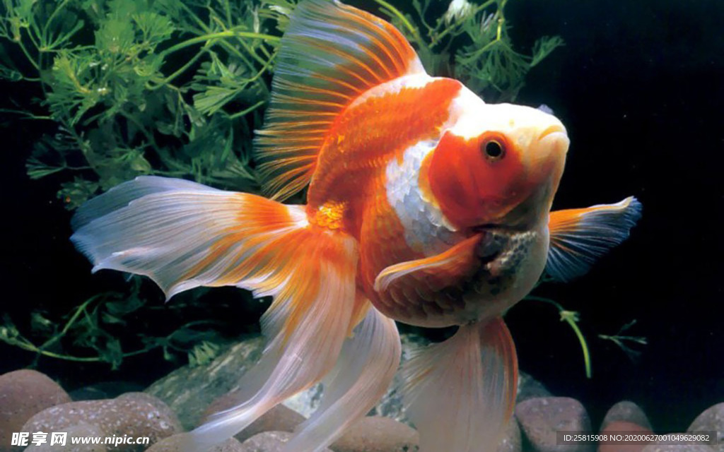 金鱼锦鲤水族观赏鱼图片