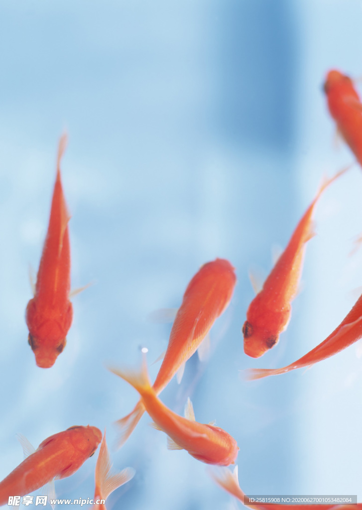 金鱼锦鲤水族观赏鱼图片