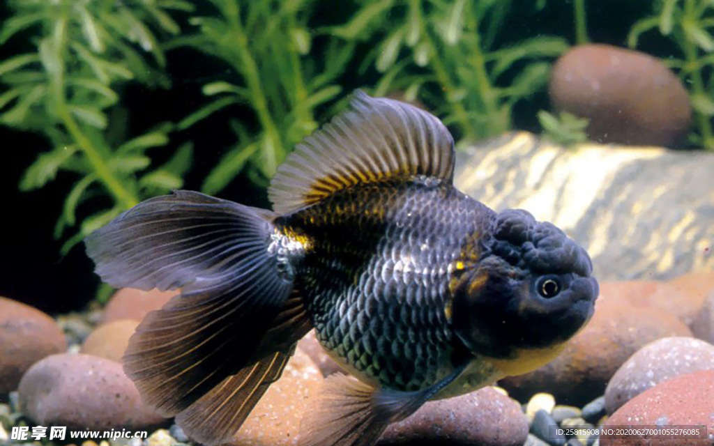 金鱼锦鲤水族观赏鱼图片