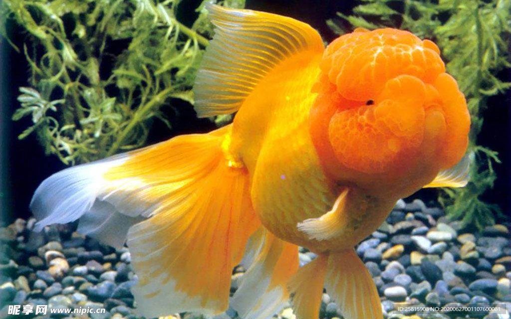 金鱼锦鲤水族观赏鱼图片