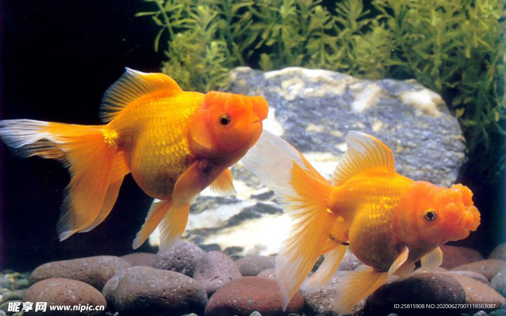金鱼锦鲤水族观赏鱼图片