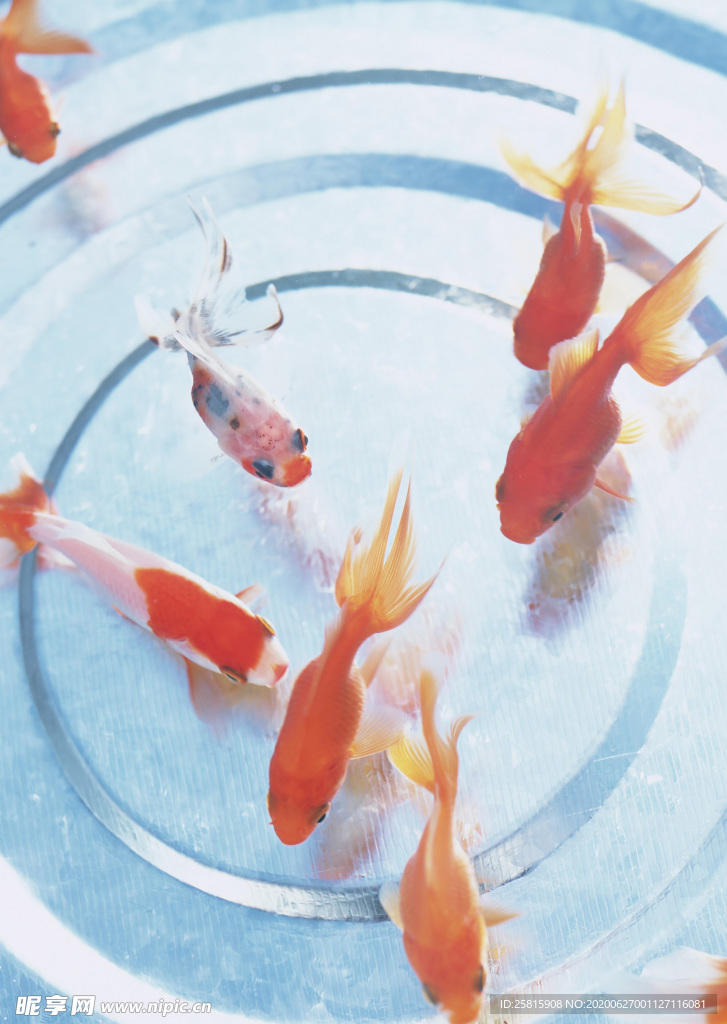 金鱼锦鲤水族观赏鱼图片