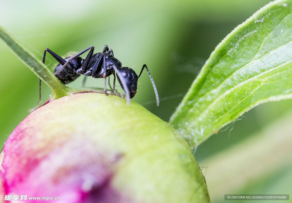 蚂蚁图片