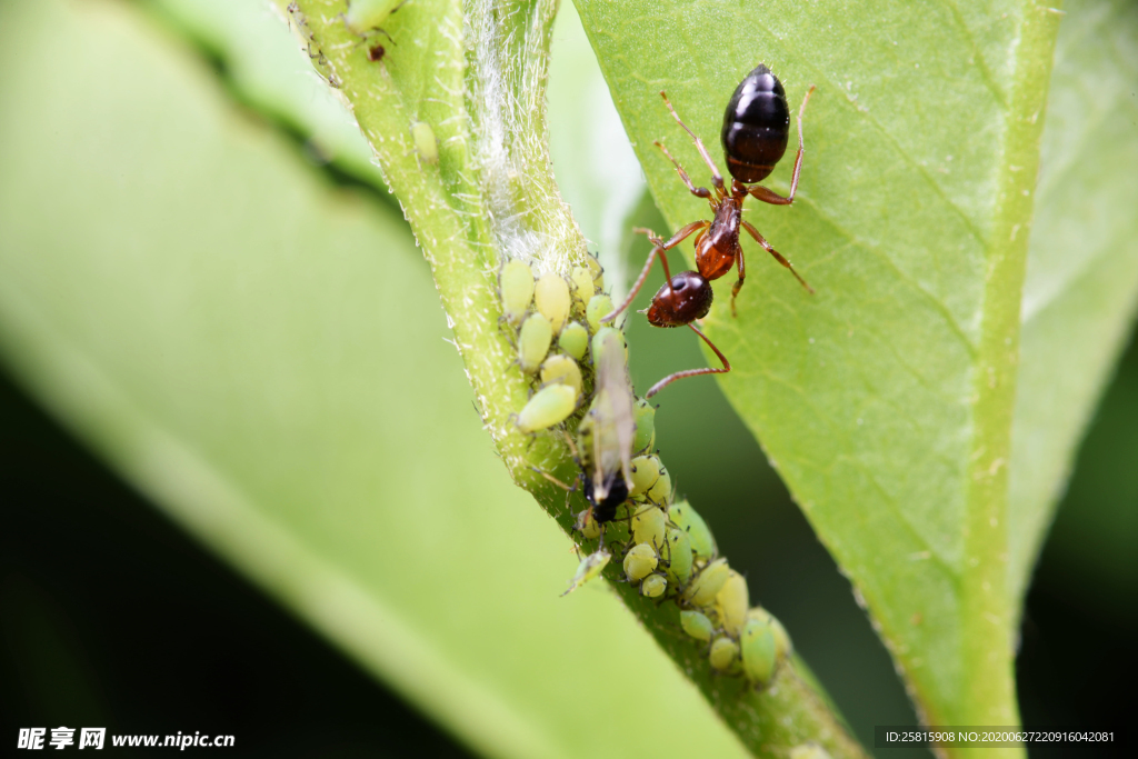 蚂蚁图片