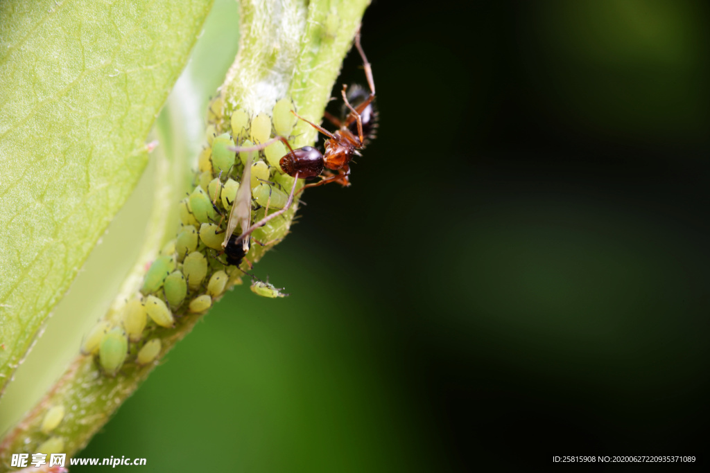 蚂蚁图片