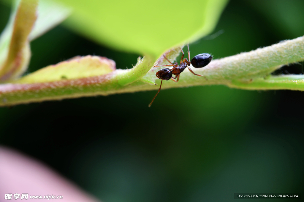 蚂蚁图片