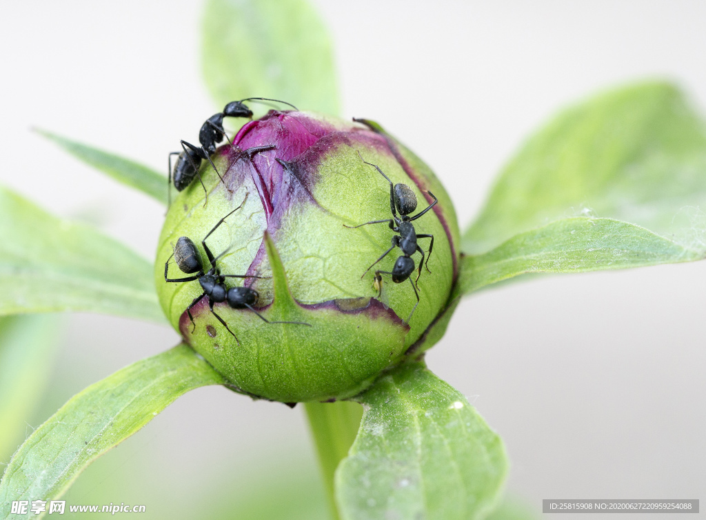 蚂蚁图片