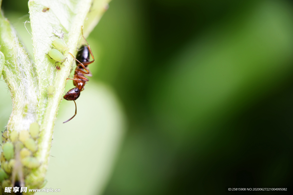 蚂蚁图片